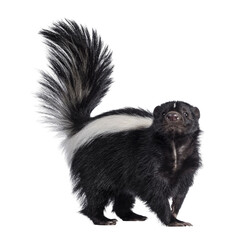 Cute classic black with white stripe young skunk aka Mephitis mephitis, standing side ways. Looking straight at lense with tail high up. Isolated cutout on transparent background.