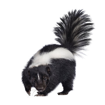 Cute classic black with white stripe young skunk aka Mephitis mephitis, walking towards camera. Looking straight at lense with tail high up. Isolated cutout on transparent background.
