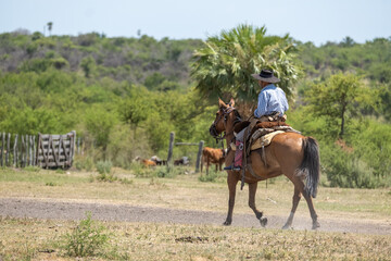 Gaucho from the Argentine pampas riding a horse seen from behind