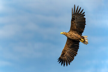 white tailed eagle (Haliaeetus albicilla) in flight. Oder delta in Poland, europe. Blue sky background. Copy space.                                                  