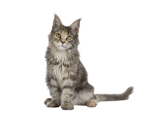 Cute blue tortie Maine Coon cat kitten, sitting up front. Looking towards camera. Isolated on a transparent background. - Powered by Adobe