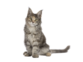 Cute blue tortie Maine Coon cat kitten, sitting up front. Looking towards camera. Isolated on a transparent background.
