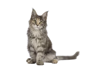 Fotobehang Cute blue tortie Maine Coon cat kitten, sitting up front. Looking towards camera. Isolated on a transparent background. © Nynke