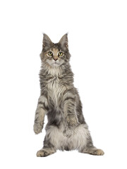 Cute blue tortie Maine Coon cat kitten, dacing with paws hing in the air. Looking towards camera. Isolated on a transparent background.