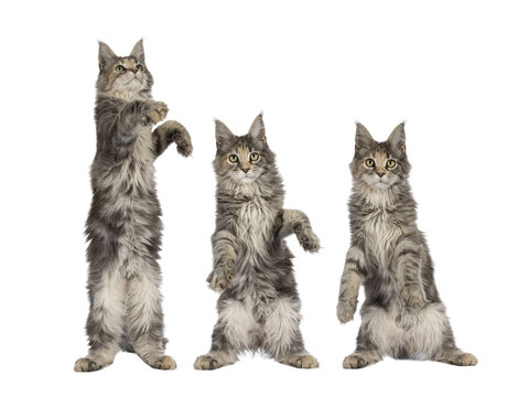 Row of three times the same cute blue tortie Maine Coon cat kitten, dancing. Looking towards camera. Isolated on a transparent background.