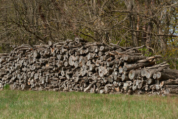 Vertrocknete Baumstämme  im Wald	