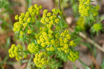 Zypressen-Wolfsmilch (Euphorbia cyparissias)	
