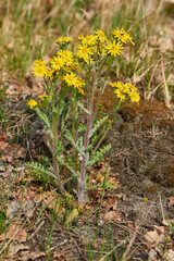 Fr&uuml;hlings-Greiskraut oder Fr&uuml;hlings-Kreuzkraut	