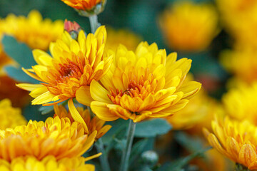 beautiful bushes of yellow chrysanthemum flowers