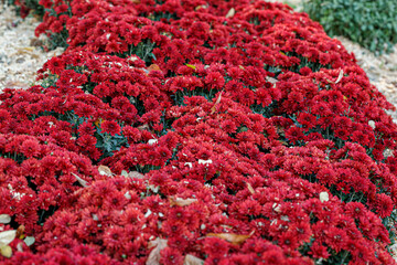 beautiful bushes of chrysanthemum flowers red colors