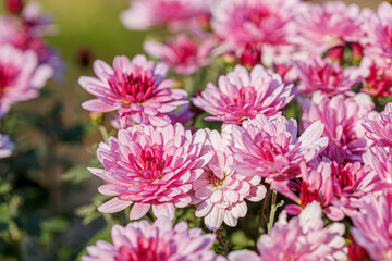 Obraz premium beautiful chrysanthemum flower bushes pink colors