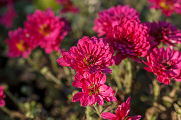 beautiful chrysanthemum flower bushes pink colors