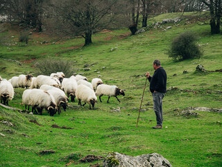 Farm worker with a herd of sheep