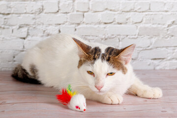 beautiful white cat lies with toys close-up