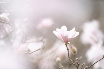 シデコブシ　ピンク　花　ふんわり