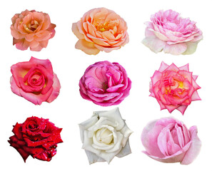 set of nine roses isolate on white background close-up