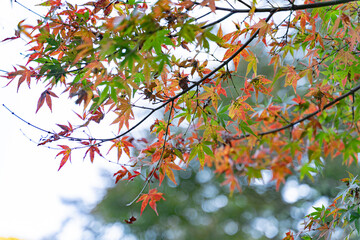 紅葉　モミジ　日本　庭園