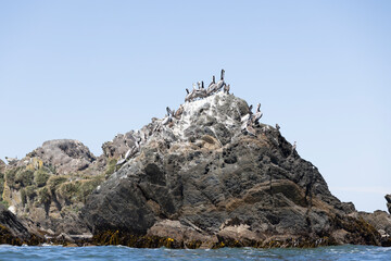 Pelicans on a huge rock in the sea at Isla Maiquillahue near Valdivia, Chile