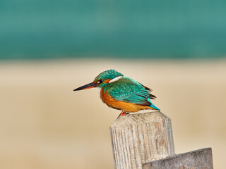 Common kingfisher, Alcedo atthis, in the marsh of the albufera of Valencia, Spain