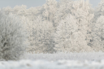 Beautiful winter day with trees covered with hoarfrost
