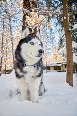 Husky dog in winter snowy sunny forest. Winter snowy landscape. Outdoor fun with pet.