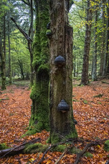 Beautiful Forest 3 - The remains of two very old trees, full of fat mushrooms and moss, surrounded by bright autumn leaves