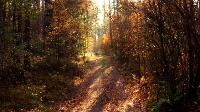 Slow flying over the forest autumn path, sunset golden hour, sunrays