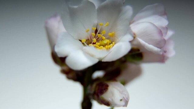 Timelapse Flowering of almond buds on which an insect runs. Spring footage with white flowers. Background for a greeting card