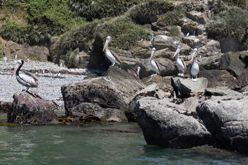 Pelicans on the rocks at the beach of Isla Maiquillahue near Valdivia, Chile