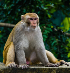 Big monkey sitting on a wall