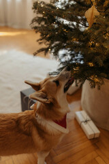 Corgi near Christmas tree dog new year