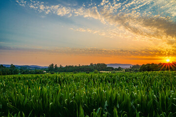 sunset over the field
Coucher de soleil à la campagne