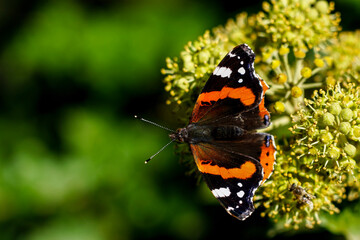 butterfly on a flower
Papillon rouge