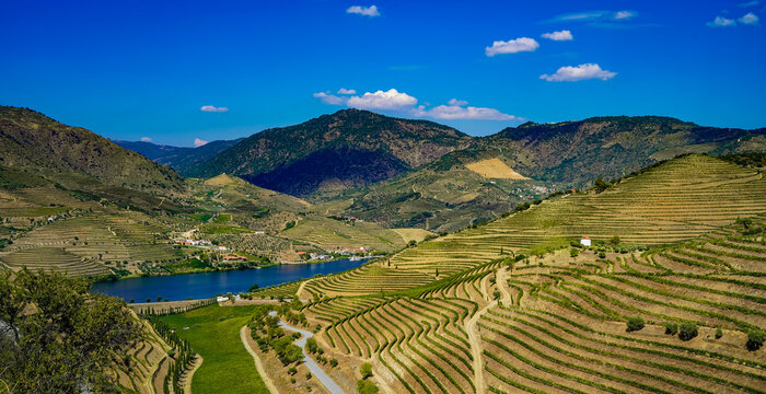 view of town umbria
Vigne du Douro Portugal