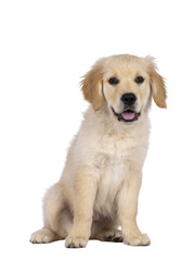 Adorable 3 months old Golden retriever pup, sitting up facing front. Looking towards camera with dark brown eyes. Isolated on a transparent background. - obrazy, fototapety, plakaty