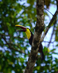 toucan on a branch © Malte