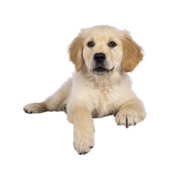 Adorable 3 months old Golden retriever pup, laying down facing front on edge. Looking towards camera with dark brown eyes. Isolated on a transparent background.
