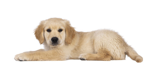 Adorable 3 months old Golden retriever pup, laying down side ways. Looking towards camera with dark brown eyes. Isolated on a transparent background.
