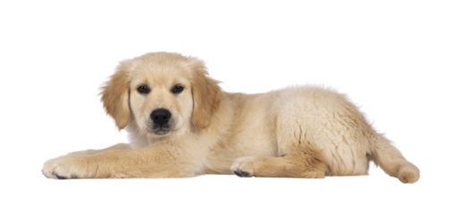 Adorable 3 months old Golden retriever pup, laying down side ways. Looking towards camera with dark brown eyes. Isolated on a transparent background.