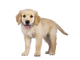 Adorable 3 months old Golden retriever pup, standing sideways facing front. Looking towards camera with dark brown eyes. Isolated on a transparent background.