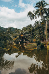 Fototapeta na wymiar tropical island with trees