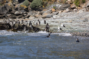 Obraz premium Penguins at the beach of Isla Maiquillahue near Valdivia, Chile