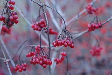 Viburnum opulus Guelder-rose