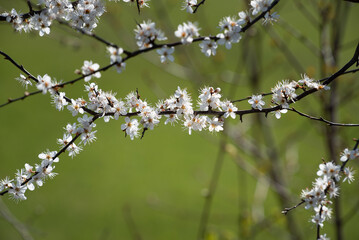 Close-up of the delicate branches of a plum tree, against a green background, in spring. White flowers hang from the branches.