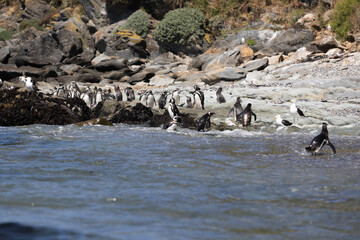 Penguins at the beach of Isla Maiquillahue near Valdivia, Chile