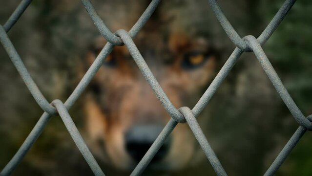 Wolf Behind Wire Fence Short Focus