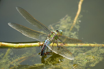 Libelle bei der Eiablage, Blaugrüne Mosaikjungfer, Aeshna cyanea