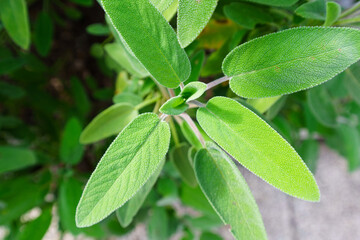 sage leaves close up. sage plant in the garden