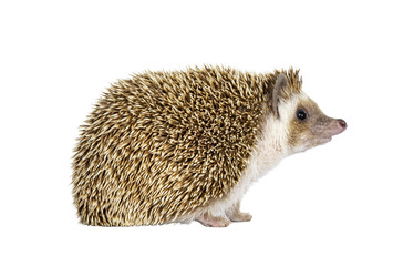 Cute young oak brown African pygmy hedgehog, walking side ways Looking up and away from camera. Isolated cutout on transparent background.