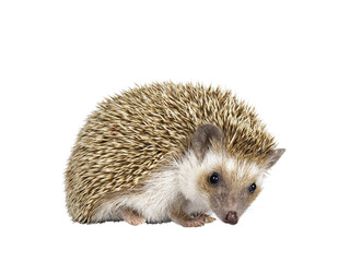 Cute young oak brown African pygmy hedgehog, standing side ways Looking down and away from camera. Isolated cutout on transparent background.